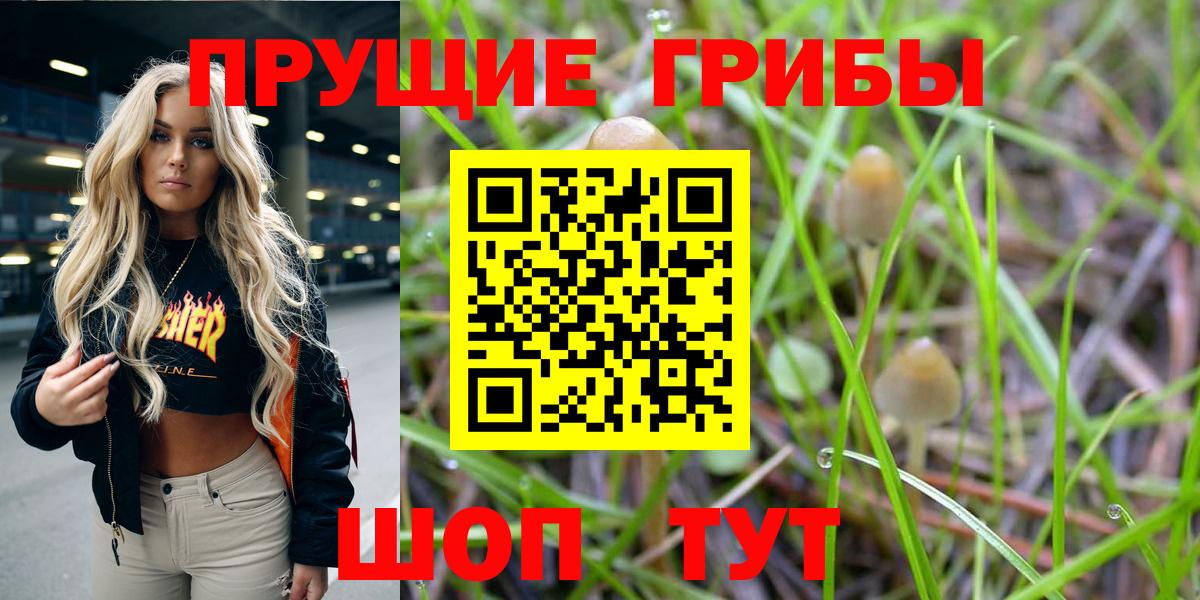Псилоцибиновые грибы Psilocybe  Вход с VPN  Балашов 